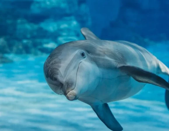 Swimming with Dolphins Sharm El Sheikh 4
